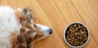 Ako vybrať krmivo pre psa?
