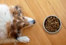 Ako vybrať krmivo pre psa?
